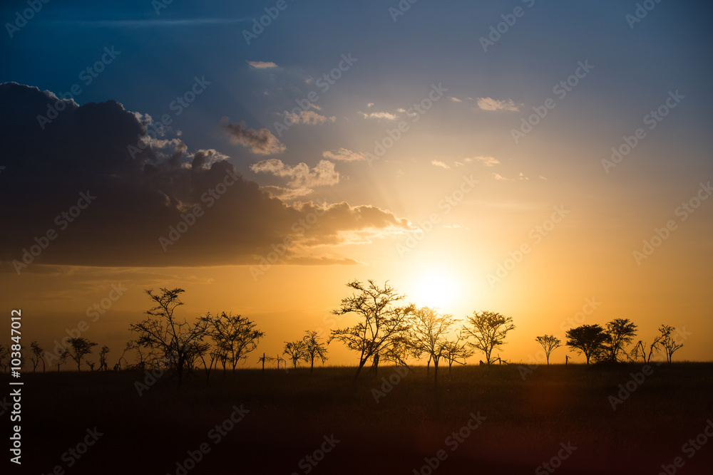 Sunset on the african savannah