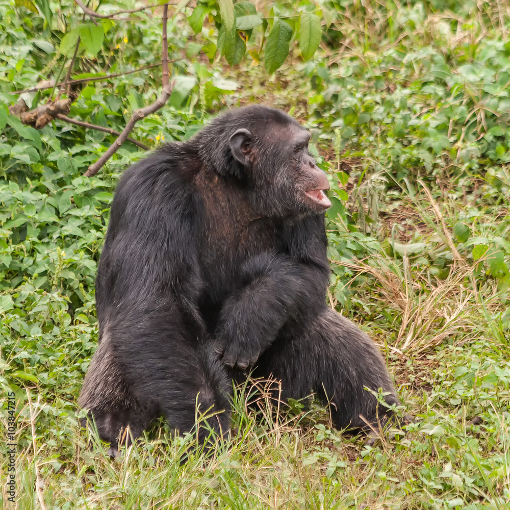 Adult chimpanzee sits in front of bush. Ngamba island chimpanzee sanctuary, Uganda. Adult chimpanzee sits in front of bush. Ngamba island chimpanzee sanctuary, Uganda.