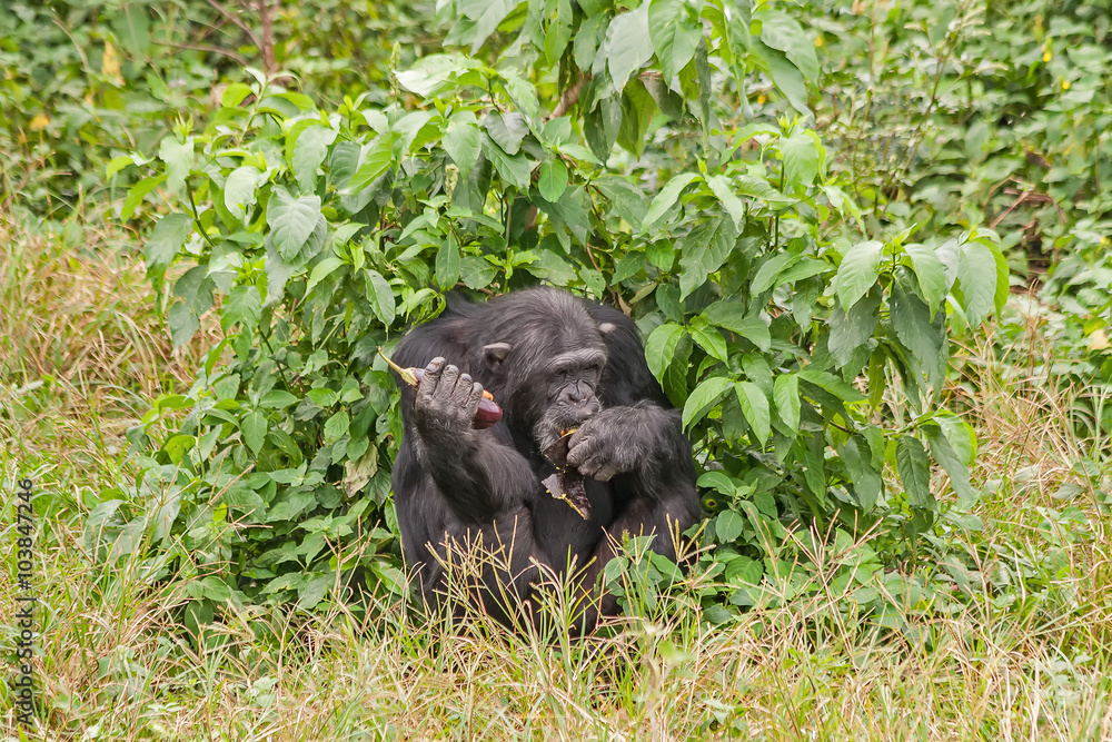 Adult chimpanzee sits back to bush and eats. Ngamba island chimpanzee sanctuary, Uganda.
Adult chimpanzee sits back to bush and eats. Ngamba island chimpanzee sanctuary, Uganda.