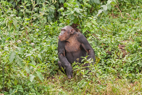 Adult chimpanzee sits in front of bush. Ngamba island chimpanzee sanctuary  Uganda. 