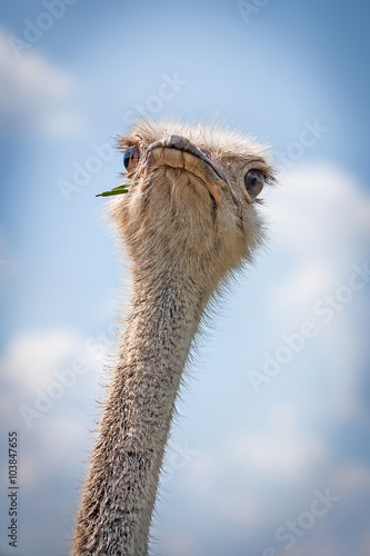 The ostrich chewing a blade of grass against a blue sky
