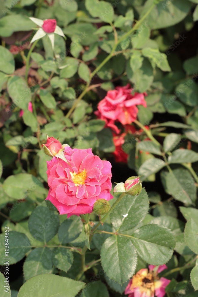 roses beautiful in the garden.