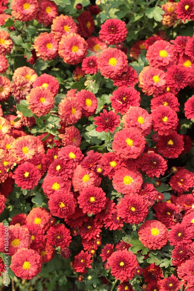 Chrysanthemum beautiful in a garden.