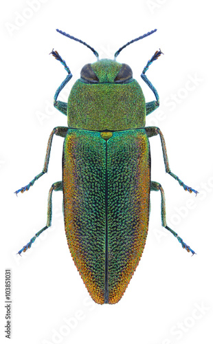 Beetle metallic wood borer Anthaxia senicula © als