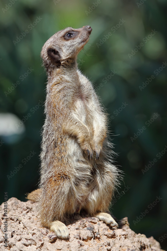 Fototapeta premium meerkat