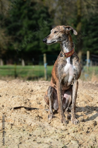 Galgo sitzt im Sand