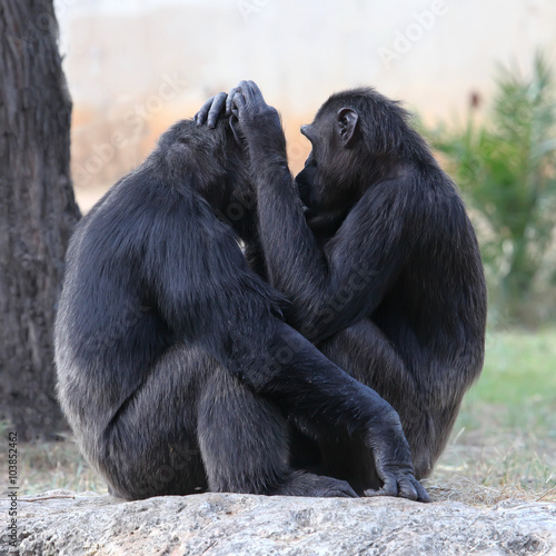 Two chimpanzees holding each other