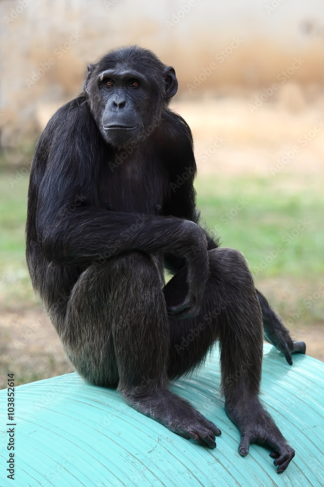 Close up of a Chimpanzee