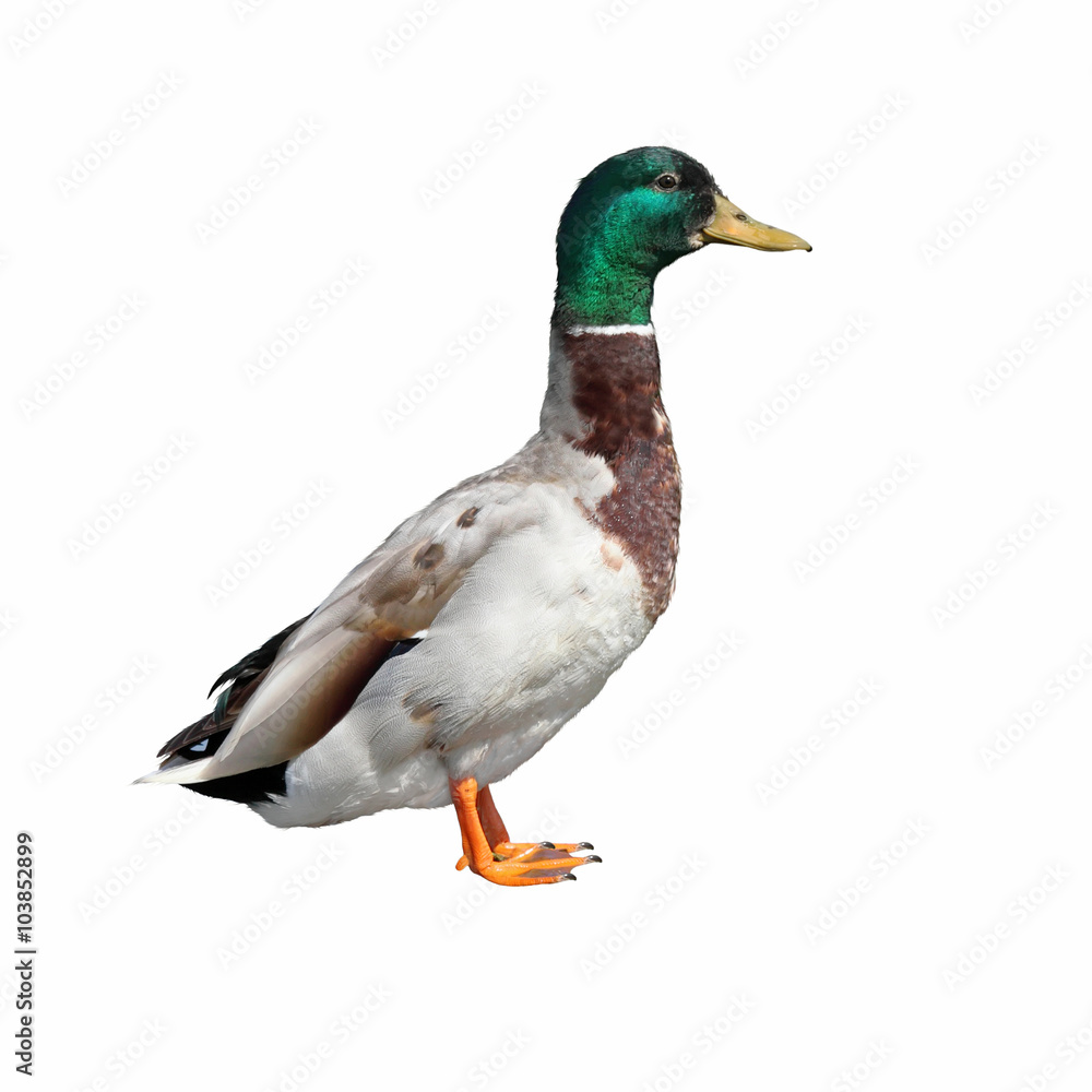 Obraz premium mallard duck