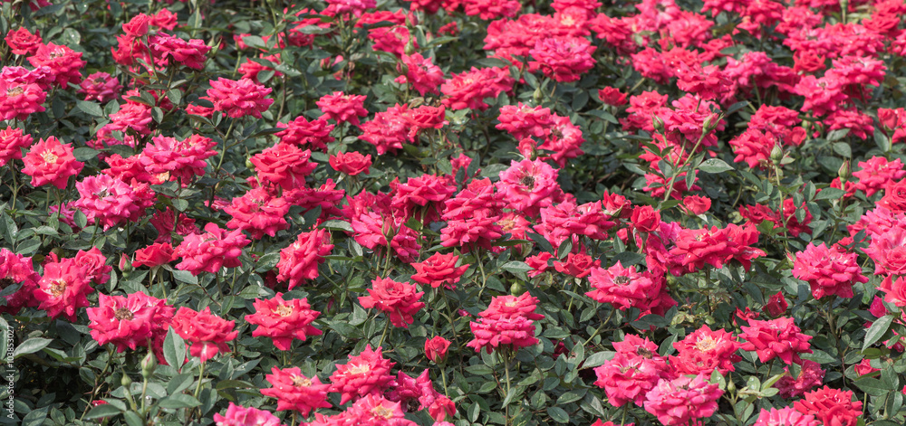 beautiful roses garden beautiful roses garden