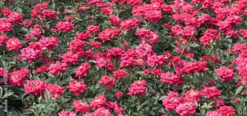 Fototapeta Naklejka Na Ścianę i Meble -  beautiful roses garden