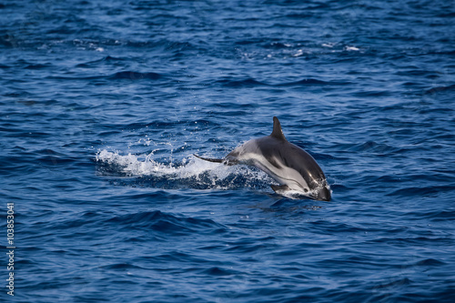 Dolphin wildlife