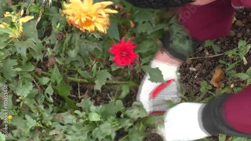 Cutting flowers, preparing flower beds for winter photo