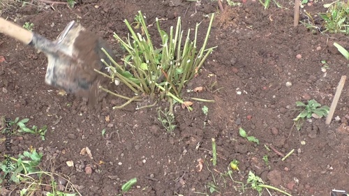 Flowers are planted in the fall to the ground photo