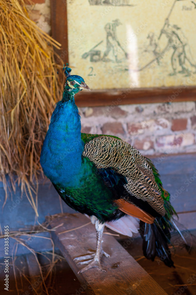 Obraz premium Bright Peacock in barn