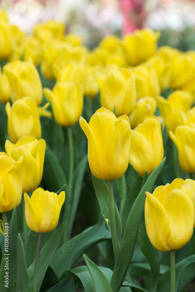 Yellow tulip flower Yellow tulip flower