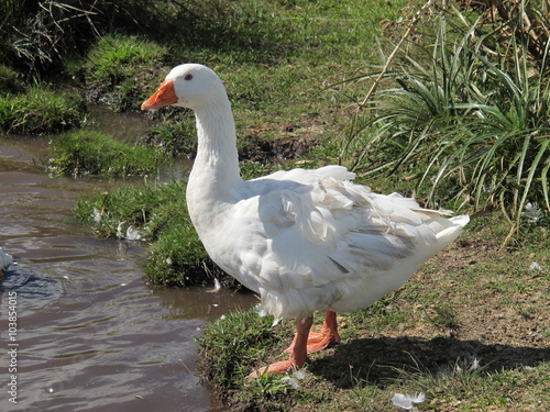 Goose at Lake