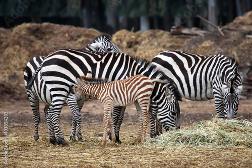 The Zebra family