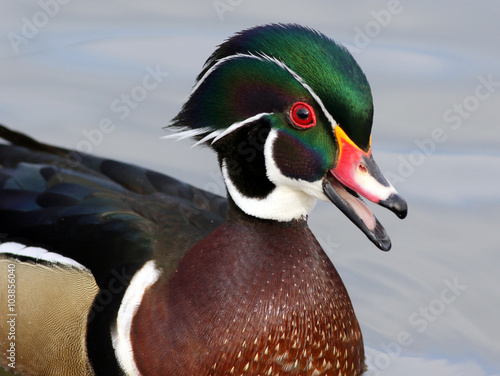 Male Wood Duck Closeup
