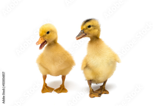 small geese isolated