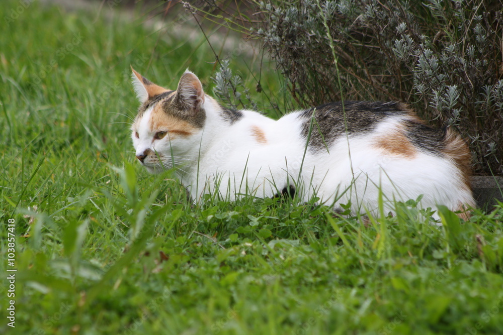 tier, haustier, säugetier, katze, rasen, gras, sitzen