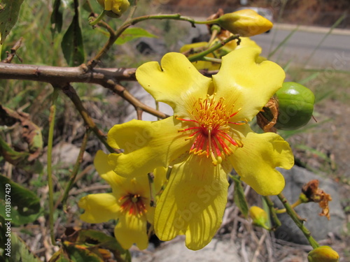 Kapok Tree Flower (Cochlospermum fraseri)