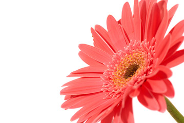Handdoek met foto Gerbera Felrode gerbera in volle bloei  © Pavlo Vakhrushev