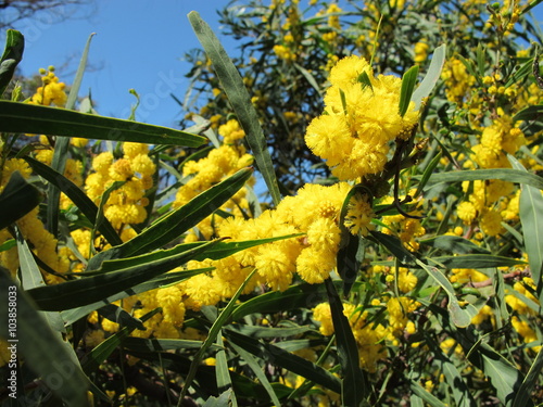 Acacia