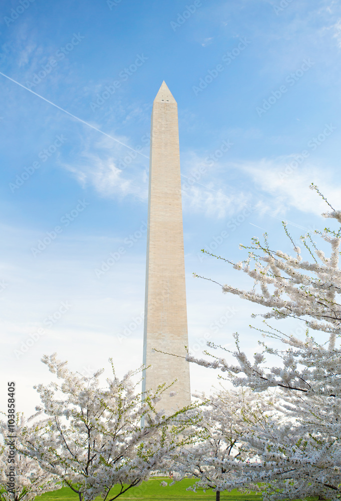 Cherry Blossoms at the Washington Monument in DC