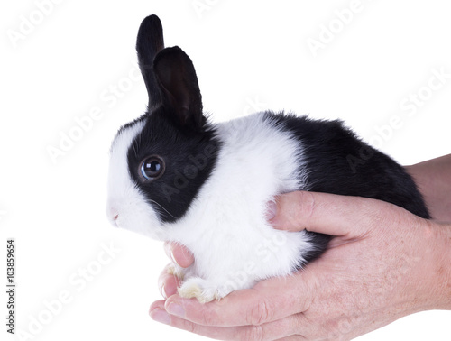 Dwarf Dutch rabbit sitting on their hands. Isolated on white bac