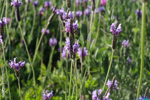 Lavender: Lavandula angustifolia