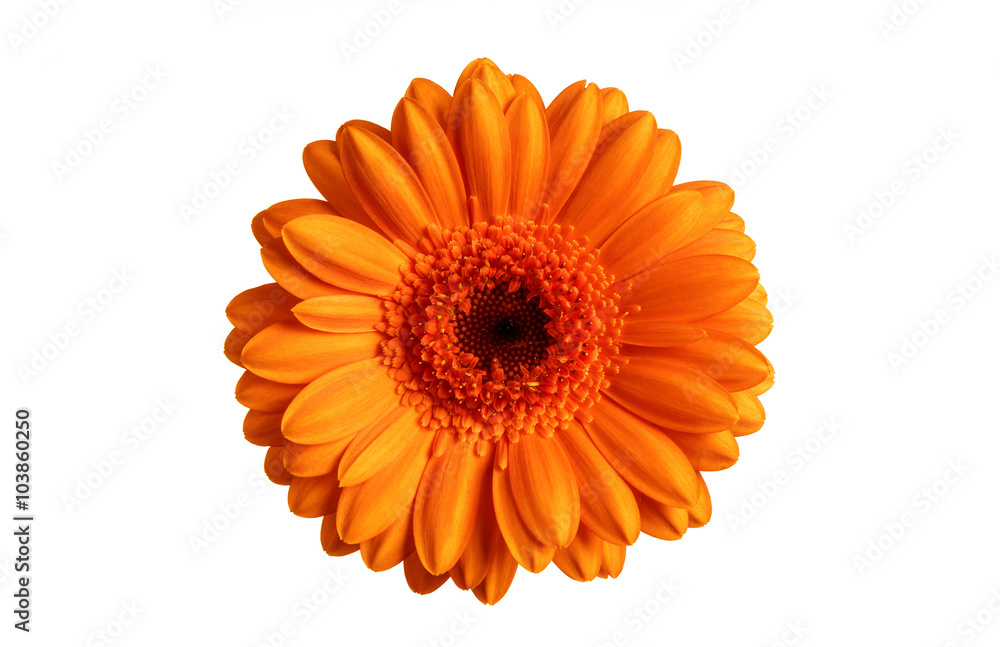 Gerbera flower. Gerbera flower isolated on white background. Gerbera flower. Gerbera flower isolated on white background.