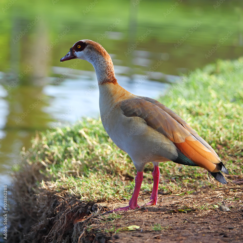 Egyptian goose in full profile and early morning light Egyptian goose in full profile and early morning light