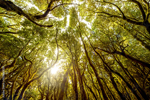 Beautiful evergreen forest in Garajonay national park on La Gomera island in Spain