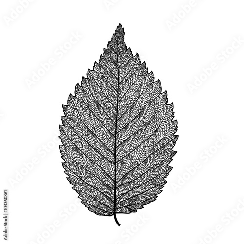 vector skeletonized leaf