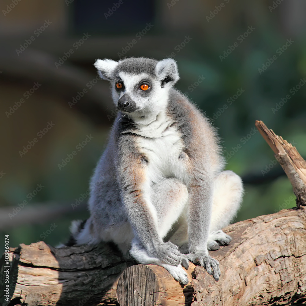 close-up of a ring-tailed lemur in zoo close-up of a ring-tailed lemur in zoo
