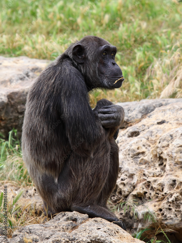 monkey sitting on a rock at the zoo. monkey sitting on a rock at the zoo.