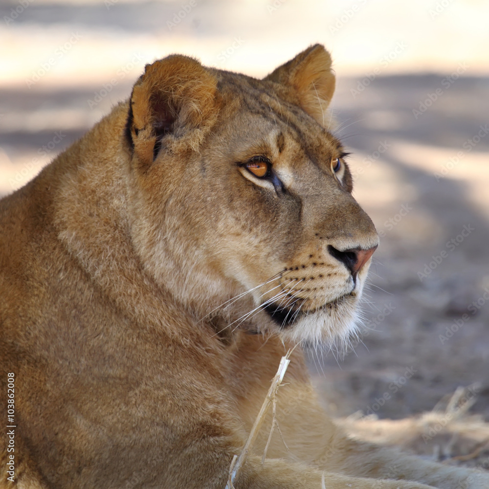 Obraz premium Lioness portrait