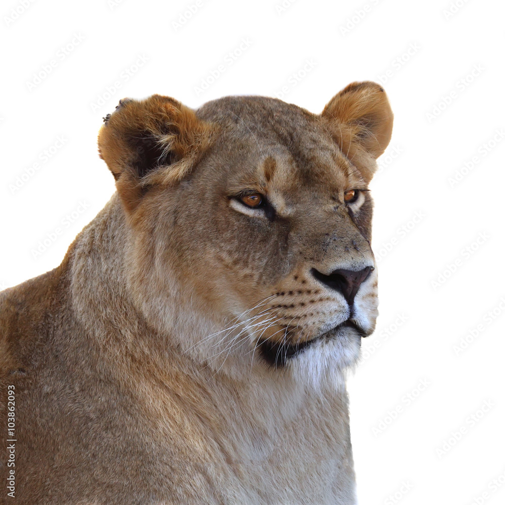 Lioness portrait on white background Lioness portrait on white background