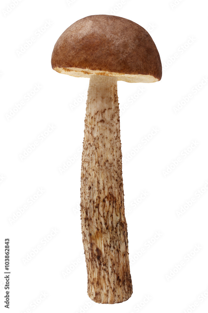 Brown cap boletus (Leccidium scabrum) mushroom Stock Photo | Adobe Stock