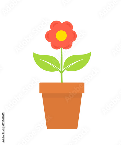 Flower in pot