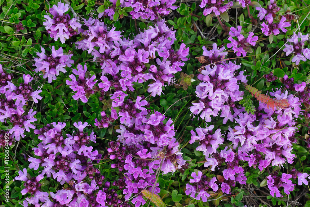 Thymus subarcticus in the summer flowering tundra. Kola peninsula, Russia. 