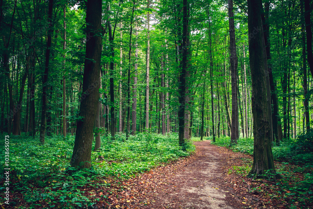 Fototapeta premium piękny zielony las