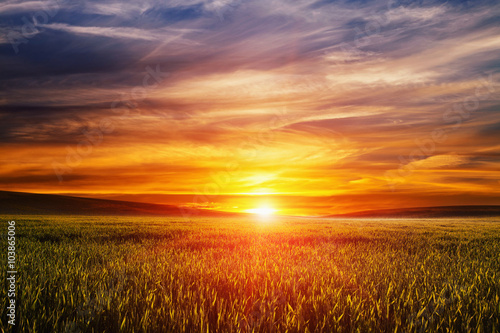 Fototapeta Naklejka Na Ścianę i Meble -  Green Field and Beautiful Sunset