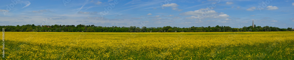  Hemmingford water meadow covered in wild flowers.