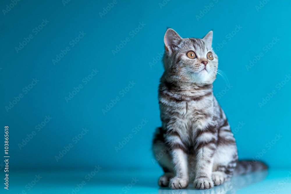 Obraz premium Scottish straight kitten .