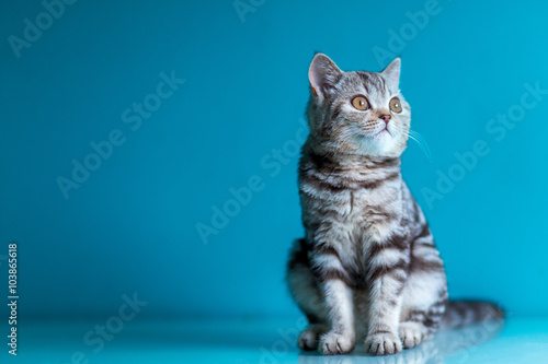 Scottish straight kitten . © chernenkoek