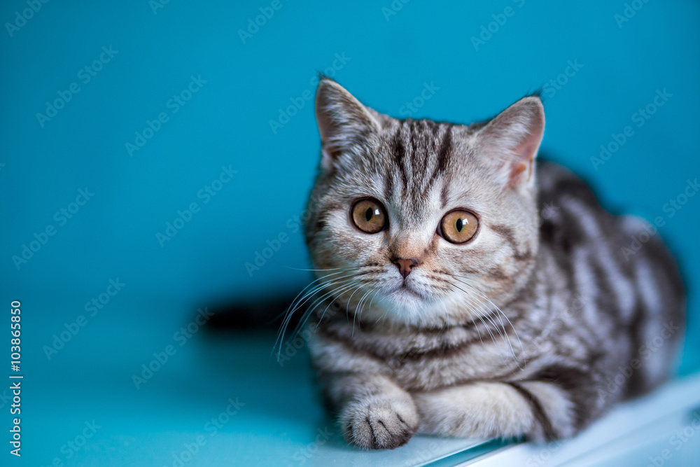Fototapeta premium Scottish straight kitten .
