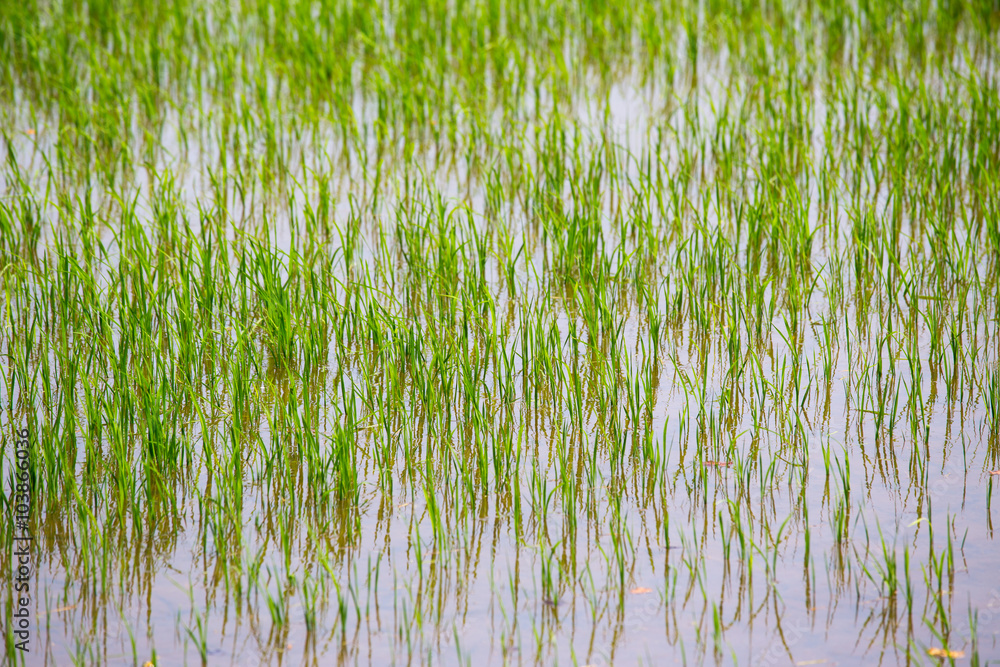 Obraz premium rice sprouts and reflect at rice field