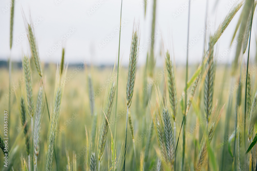Green ears of rye in field Green ears of rye in field